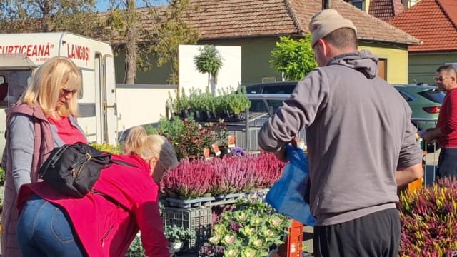 Standuri cu crizanteme la Festivalul Florilor de Toamnă