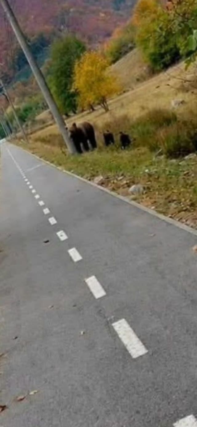 ursoaică cu pui pe pista de biciclete
