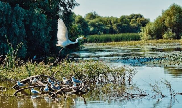 Dunărea și luncile umede