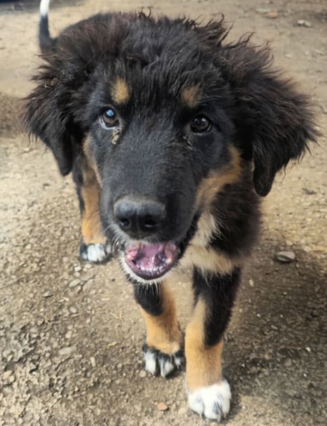 Câini din adăpostul din Piatra Neamț așteptând adopție