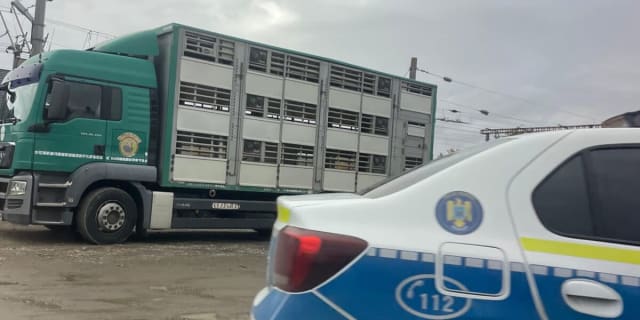 transport porci camion DSVSA control