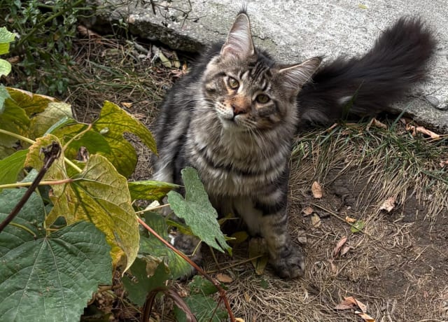 Pisici Maine Coon în București