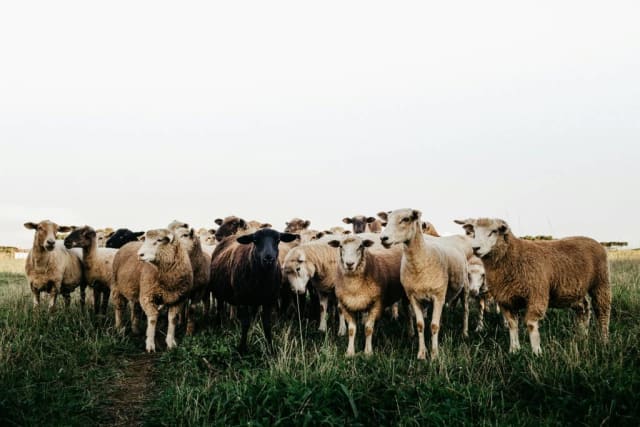 Vaccin pentru Variolei Ovine și Caprine