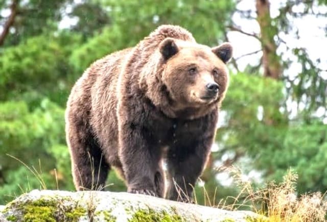 urs în natură, avertizare Ro-Alert