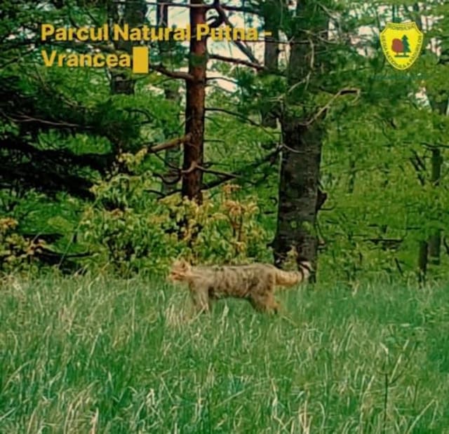 Pisică sălbatică în pădure