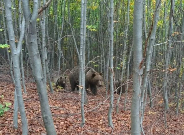 Ocolul Silvic Livezi avertizează după ce o ursoaică cu pui a fost fotografiată lângă Onești