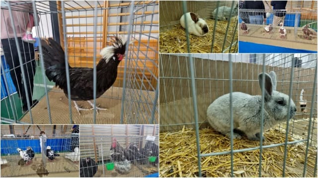 Expoziţie zootehnică Amărăştii de Jos, animale