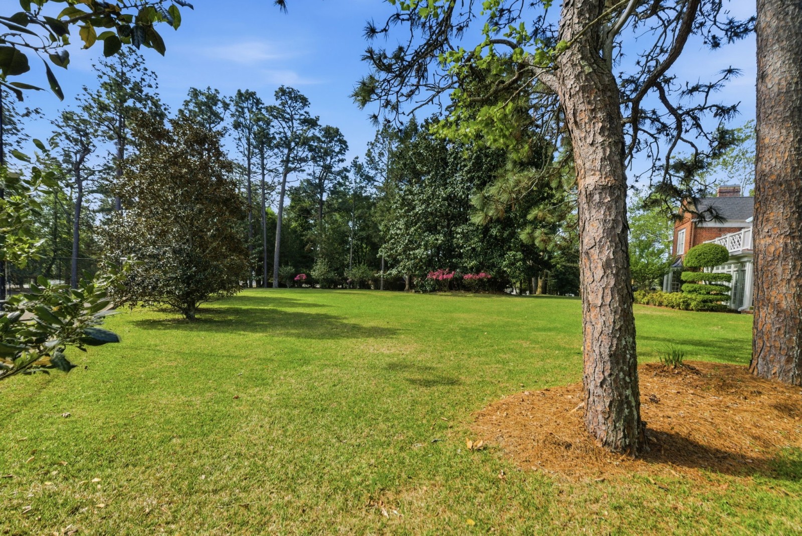 The open lawn beneath mature longleaf pines and magnolias