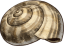 Muschel
