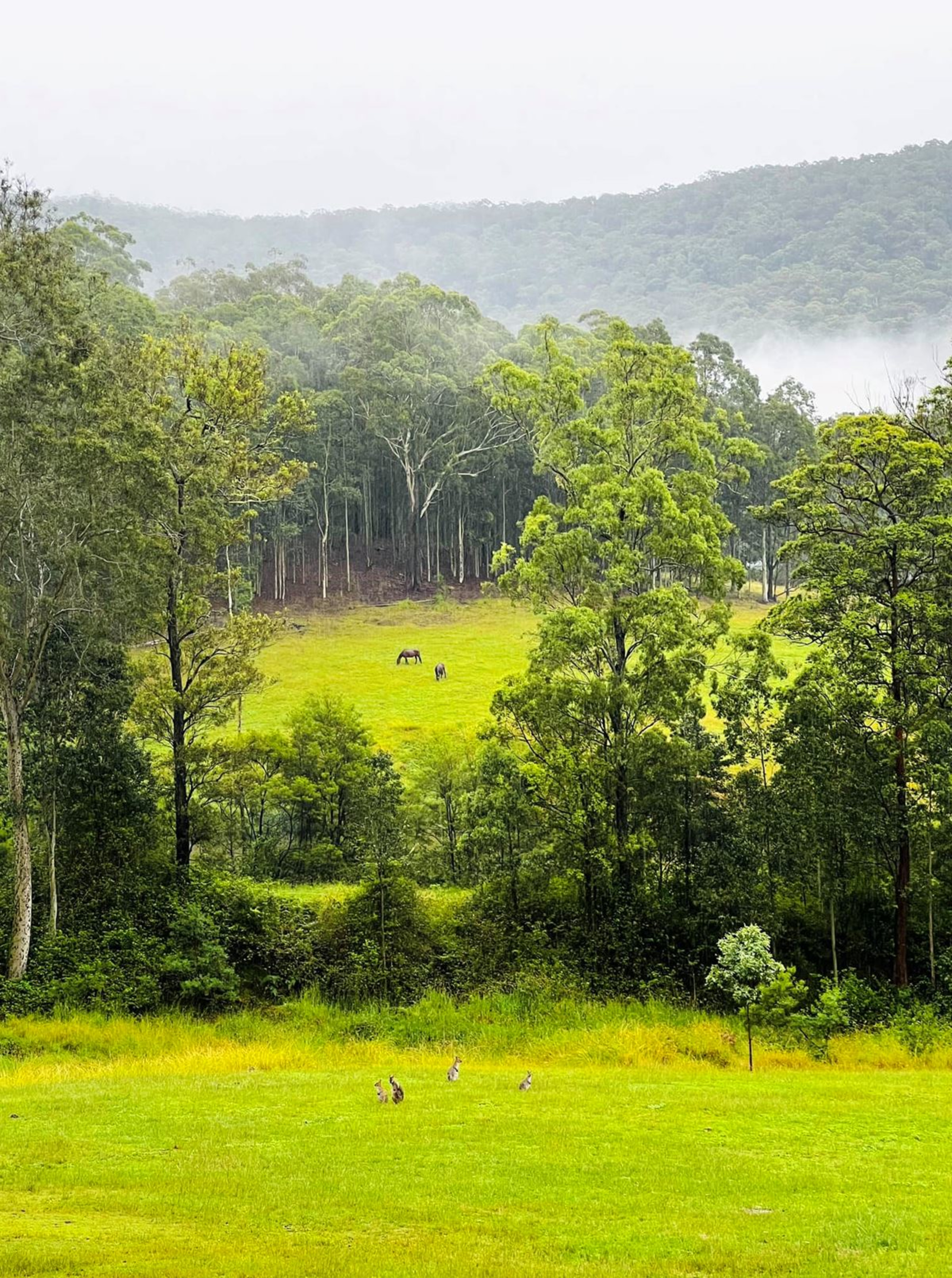 Mandalong Country Estate gallery image 18