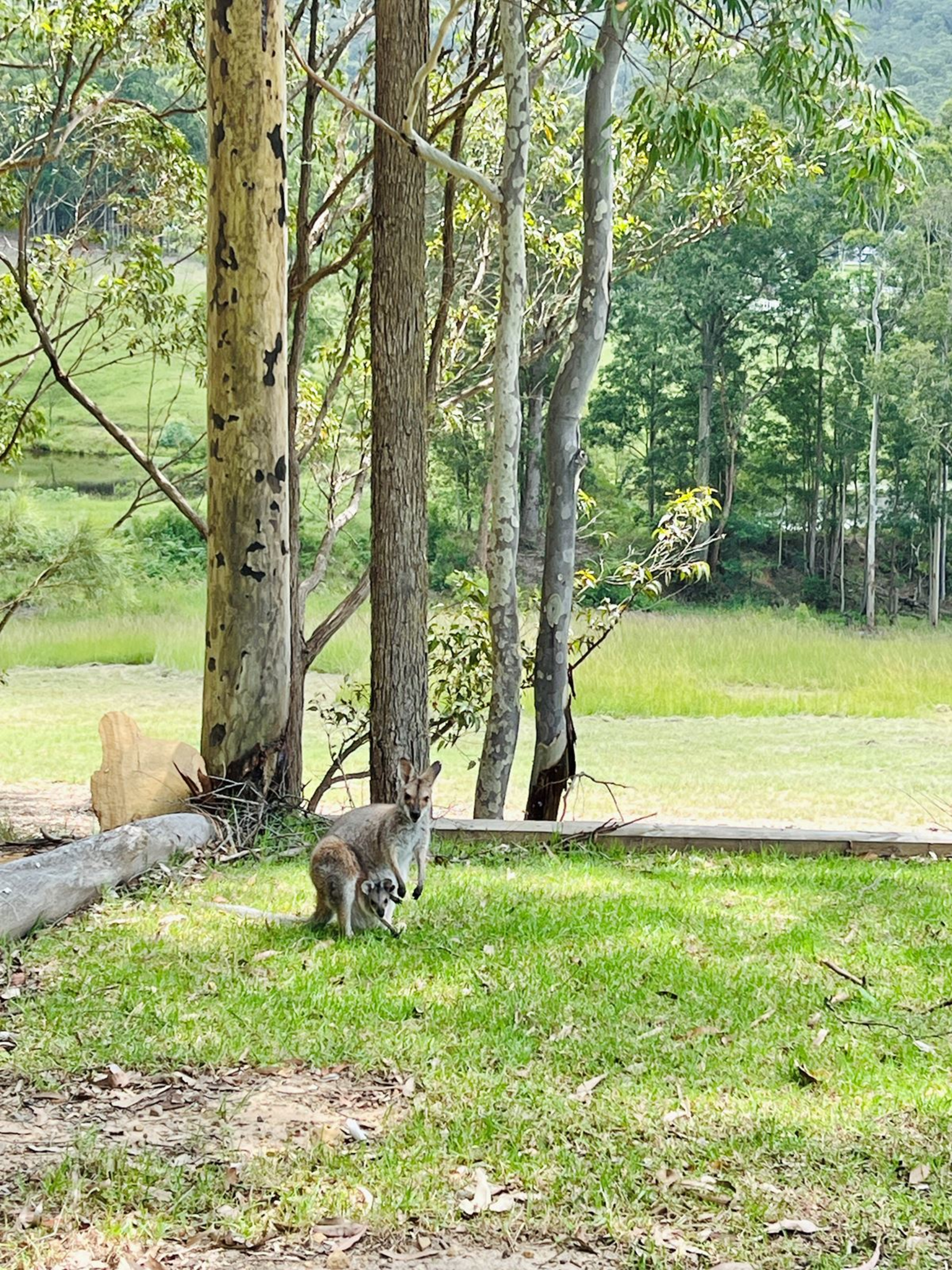 Mandalong Country Estate gallery image 23