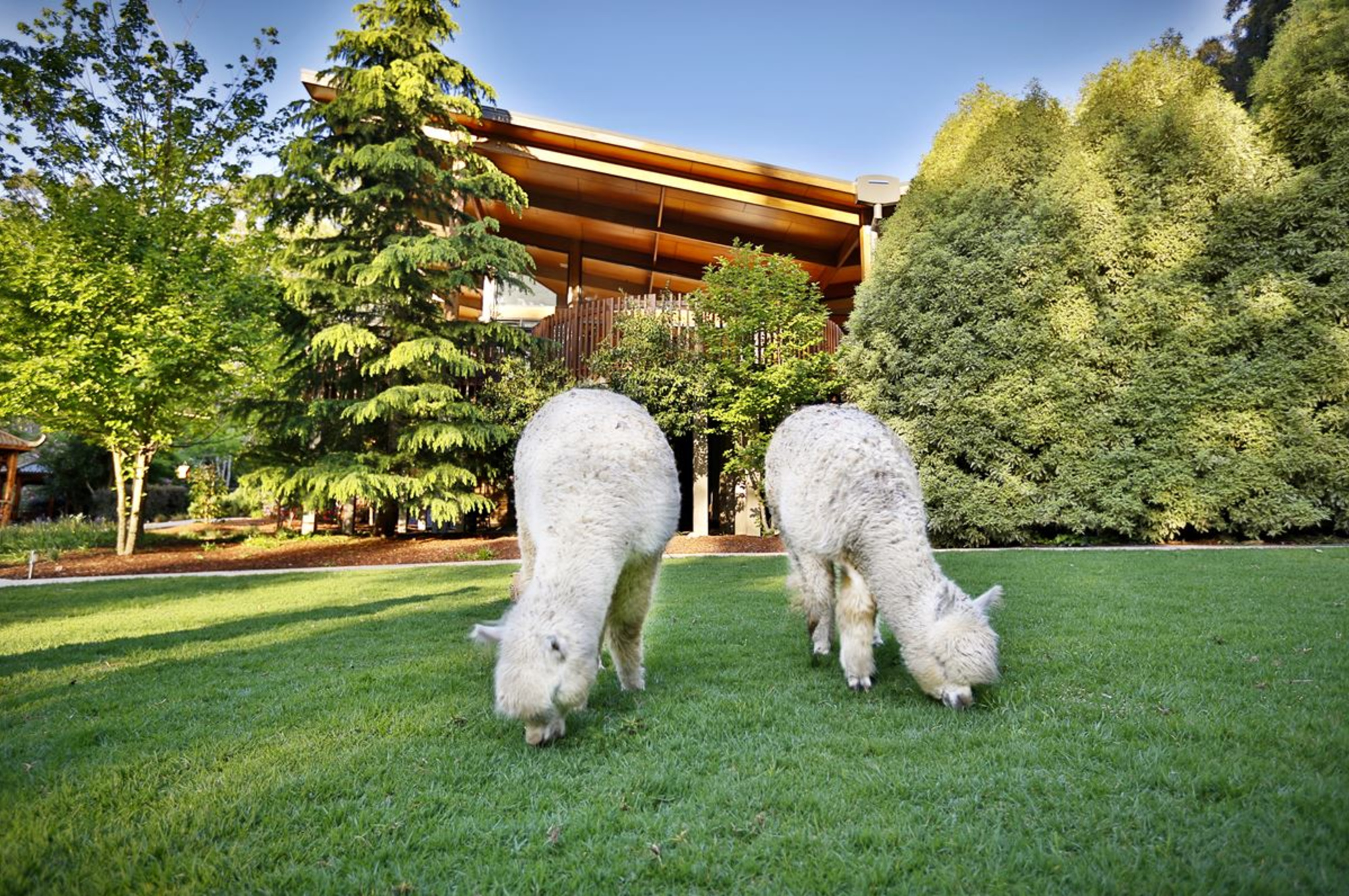 Olinda Tea House gallery image 23