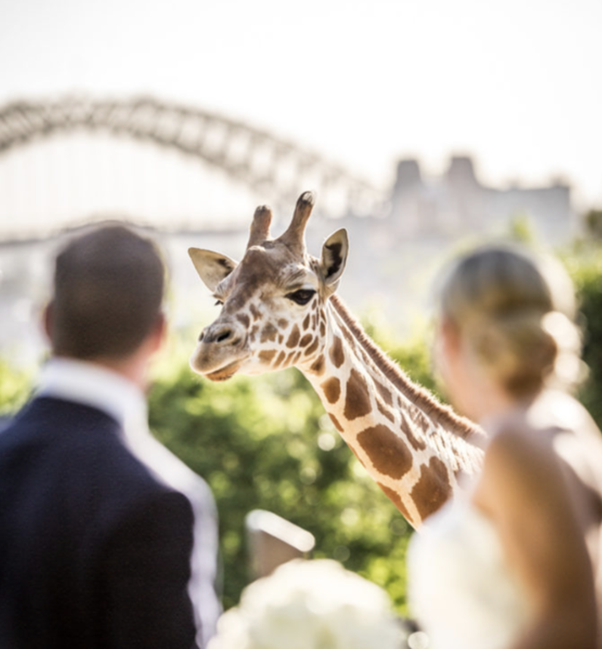 DC Images gallery image 18