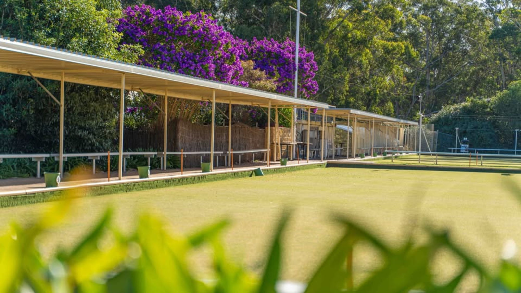 Sunny outdoor lawn venue with covered seating and purple flowering trees surrounded by lush greenery.
