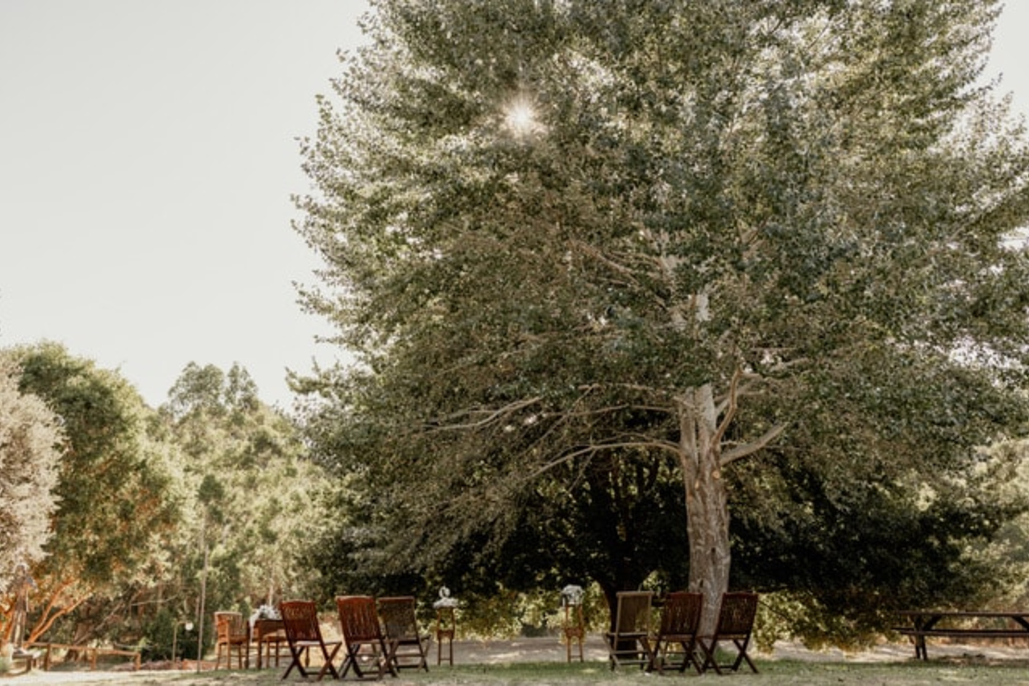 Outdoor wedding seating arranged beneath a large sunlit tree in a natural garden setting.