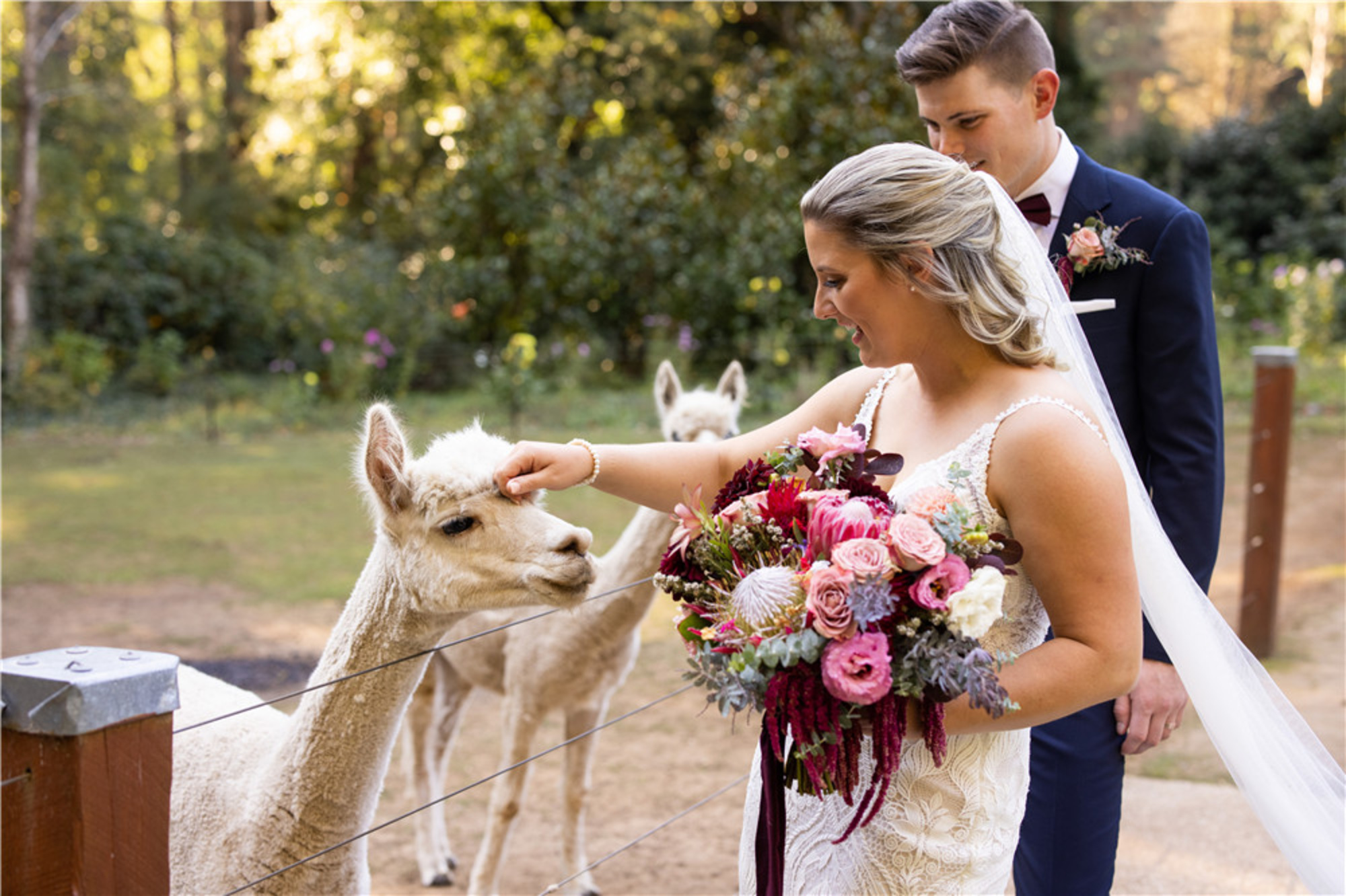 Bride and groom pet alpacas while posing outdoors with a lush pink and red bridal bouquet.