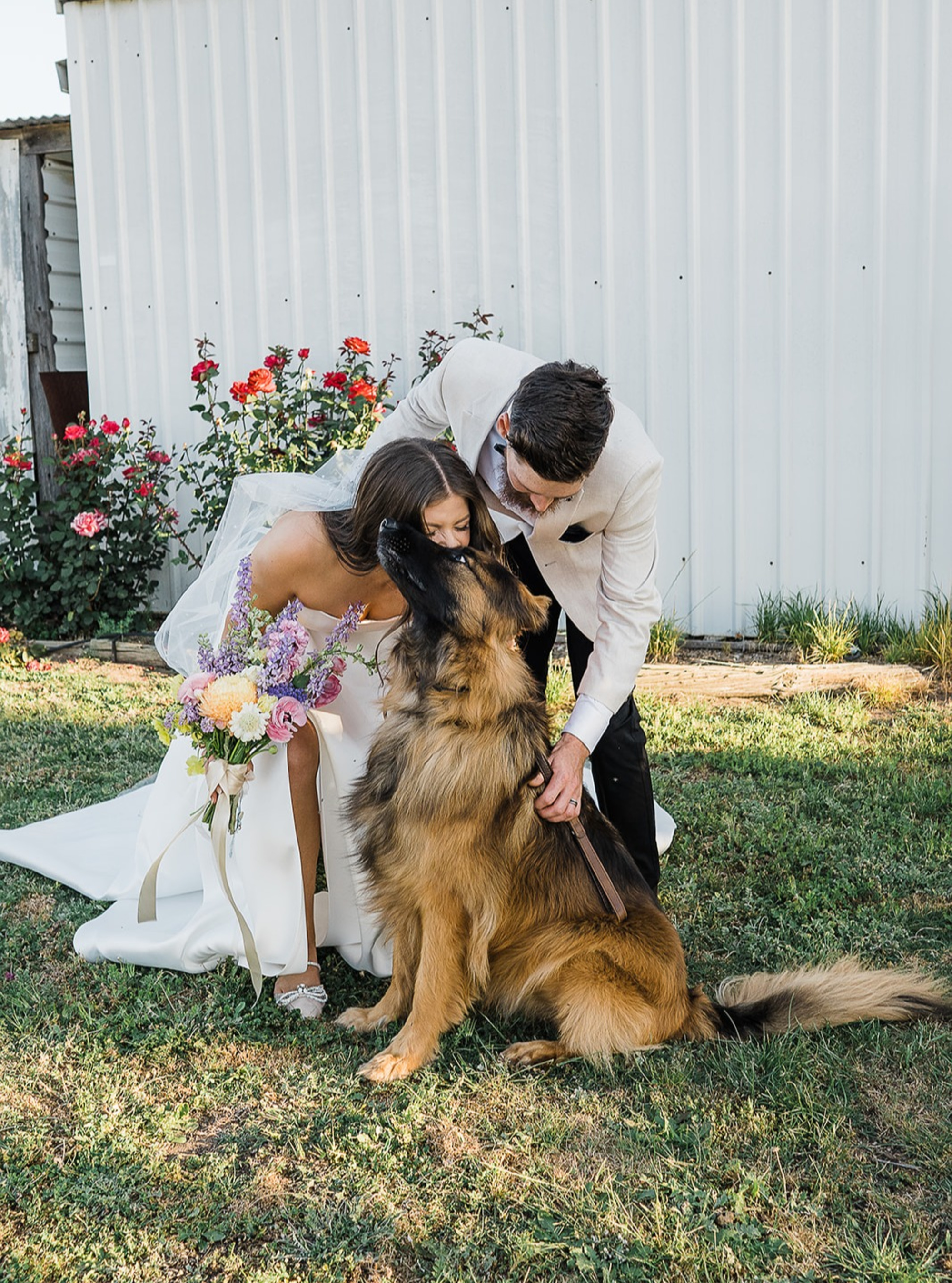 Bride and groom outside a barn cuddling their large dog beside blooming garden roses.
