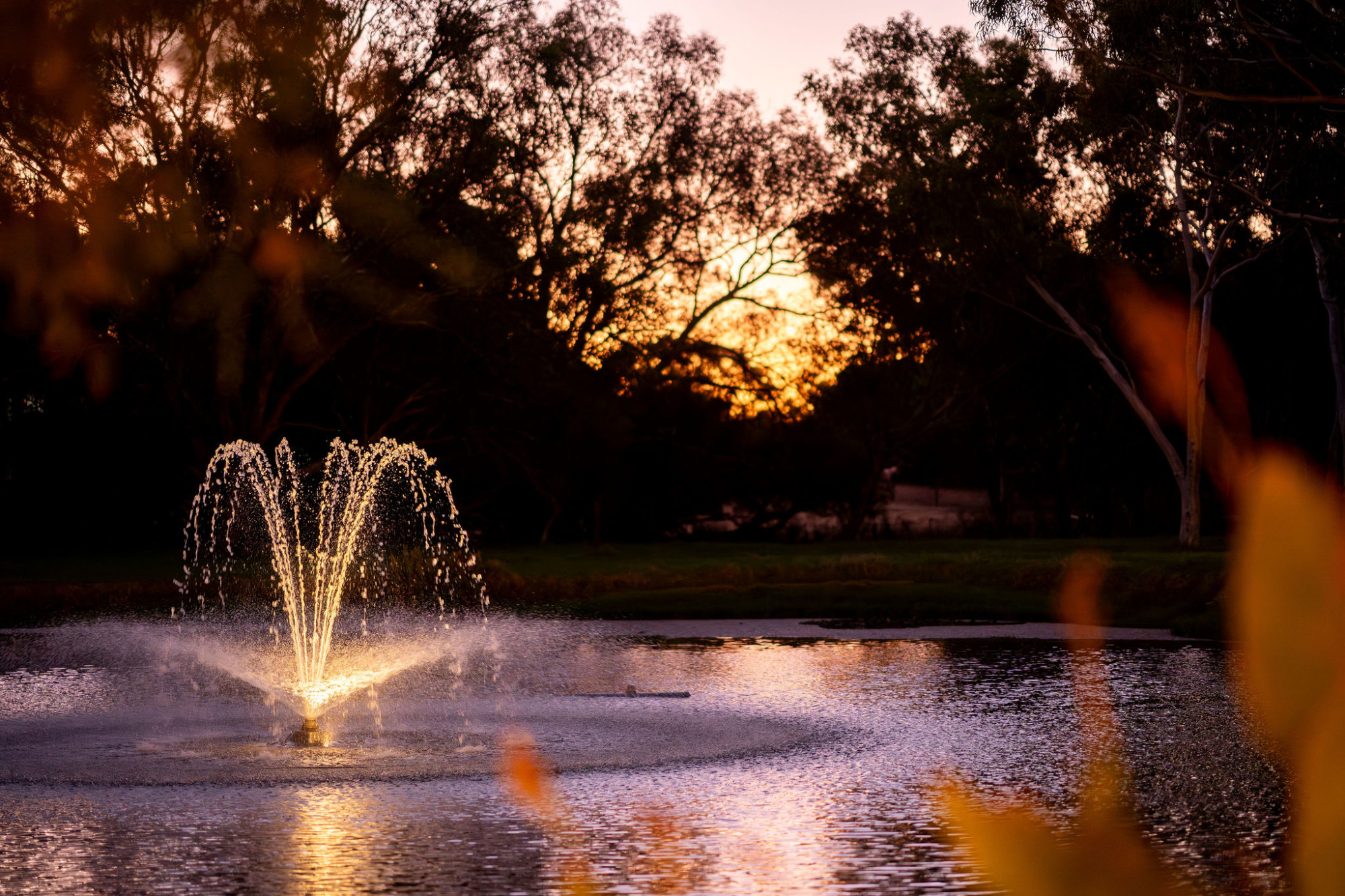 Illuminated fountain in a lakeside garden at sunset framed by trees and soft foliage.