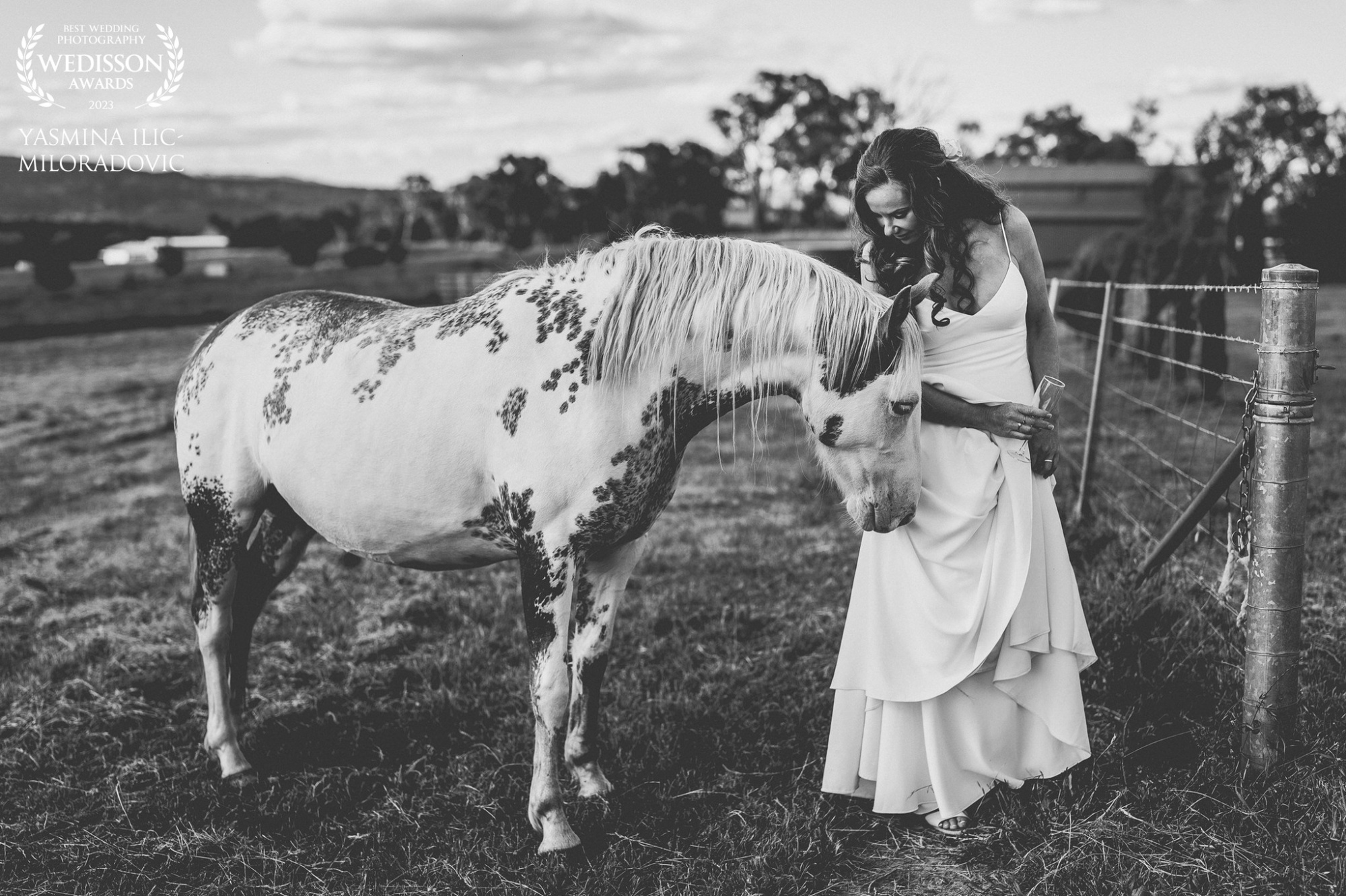 Bride in a flowing gown gently strokes a spotted horse in a rustic countryside field.
