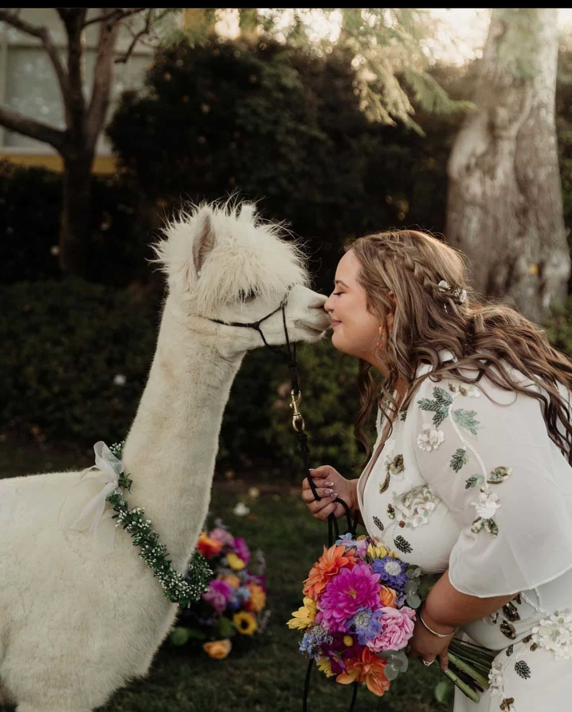 Bride holding a colorful bouquet leans in to touch noses with a decorated white alpaca in a garden setting.