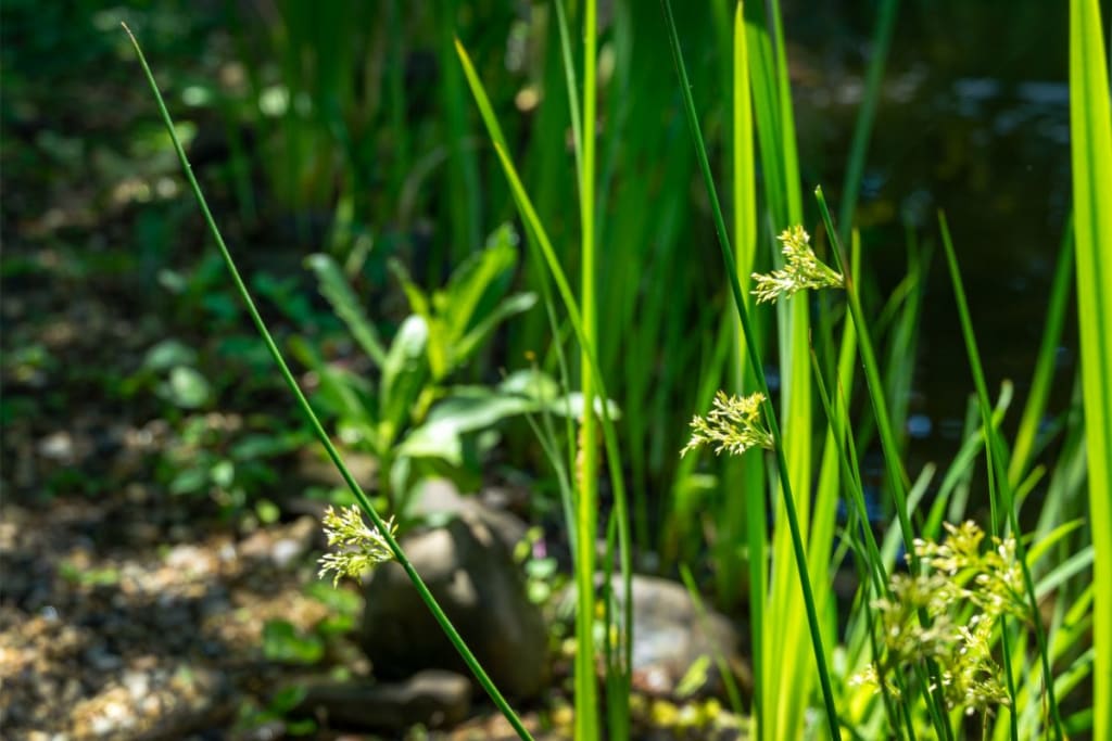 Juncus effusus