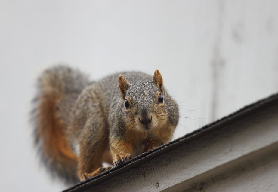 Roofers Trap Squirrels in Attic! What Now!? 