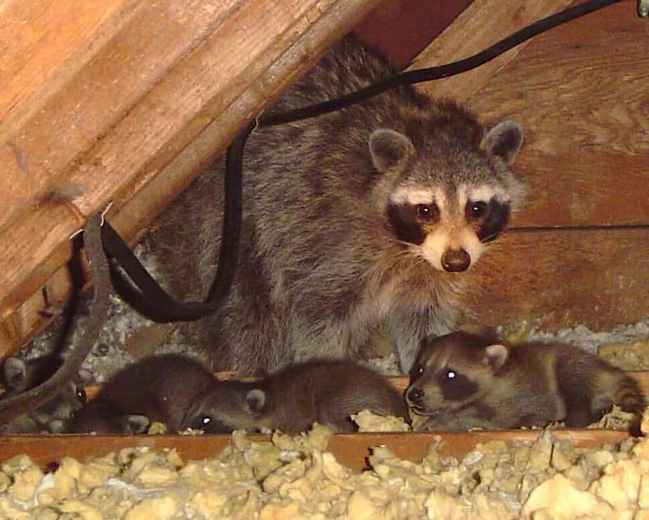 Your Raccoon Inspection Apex Wildlife Control