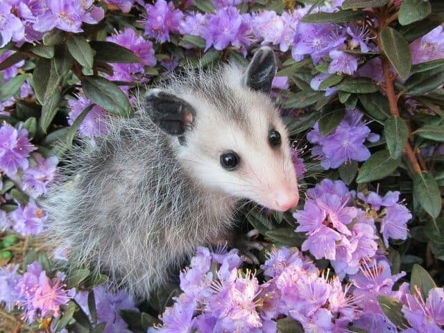 https://res.cloudinary.com/dgiasb0zj/images/f_auto,q_auto/v1689695474/Purple-Possum/Purple-Possum.jpg?_i=AA