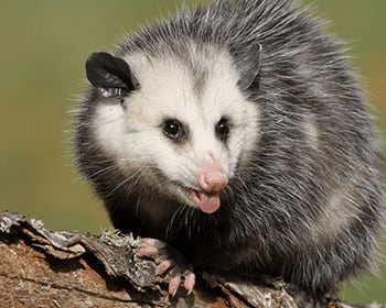 Possum Trapping & Removal Services 