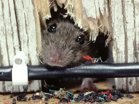 Roof Rats  Internet Center for Wildlife Damage Management