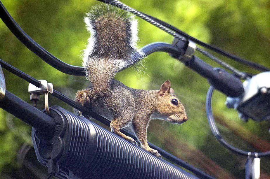 Squirrels Chewing Your Wiring In Memphis TN Apex Wildlife Control