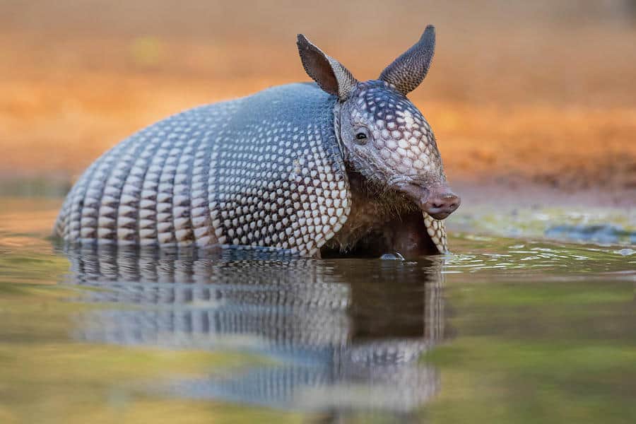 Armadillos finding a happy home in Tennessee