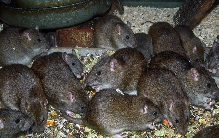 Rats Chewing Your Screens In Memphis TN - Apex Wildlife Control