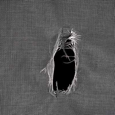 Rats Chewing Your Screens In Memphis TN - Apex Wildlife Control