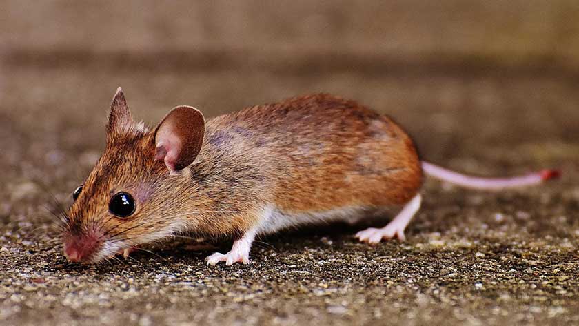 Pest Control In Memphis TN - Apex Wildlife Control