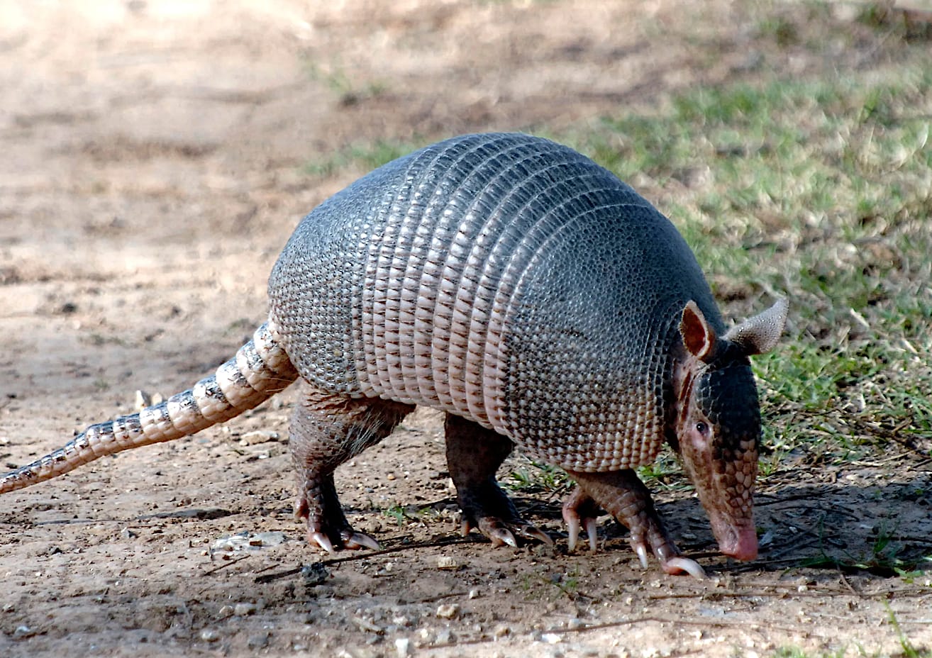 Armadillo Trapping In Germantown TN - Apex Wildlife Control