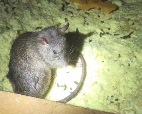 Rats Trample on Terminix Anti-Rat Insulation - ABC News