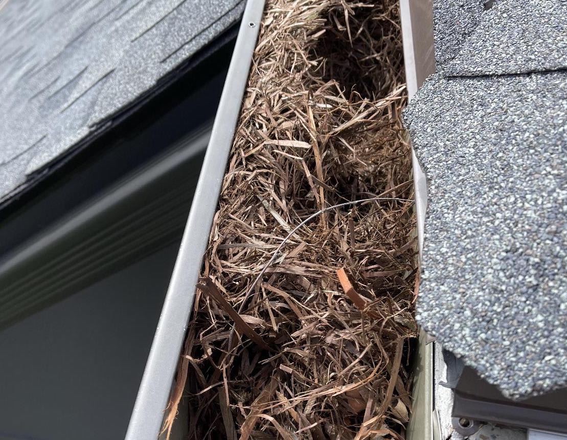 Squirrels In Your Gutters In Bartlett TN Apex Wildlife Control