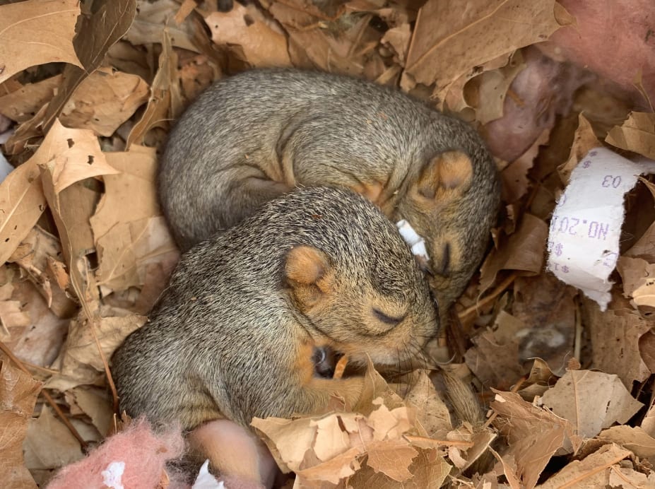 Squirrel in the Attic - Humane Removal of Squirrels in the Attic of your  House