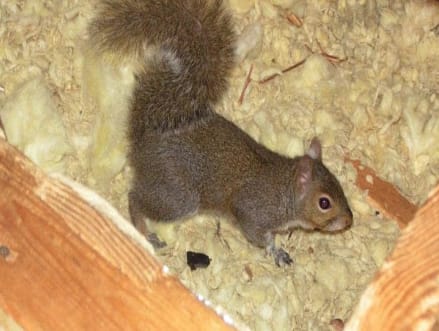 Squirrel in the Attic - Humane Removal of Squirrels in the Attic of your  House