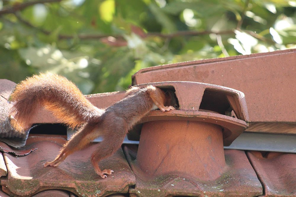 Squirrels In Your Ventilation In Southaven MS Apex Wildlife Control