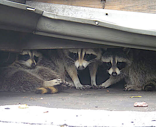 Raccoons In Your Crawl Space In Germantown TN - Apex Wildlife Control