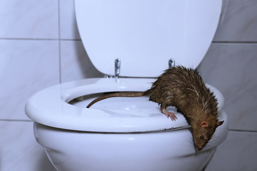 Rats In Your Toilet In West Memphis AR Apex Wildlife Control