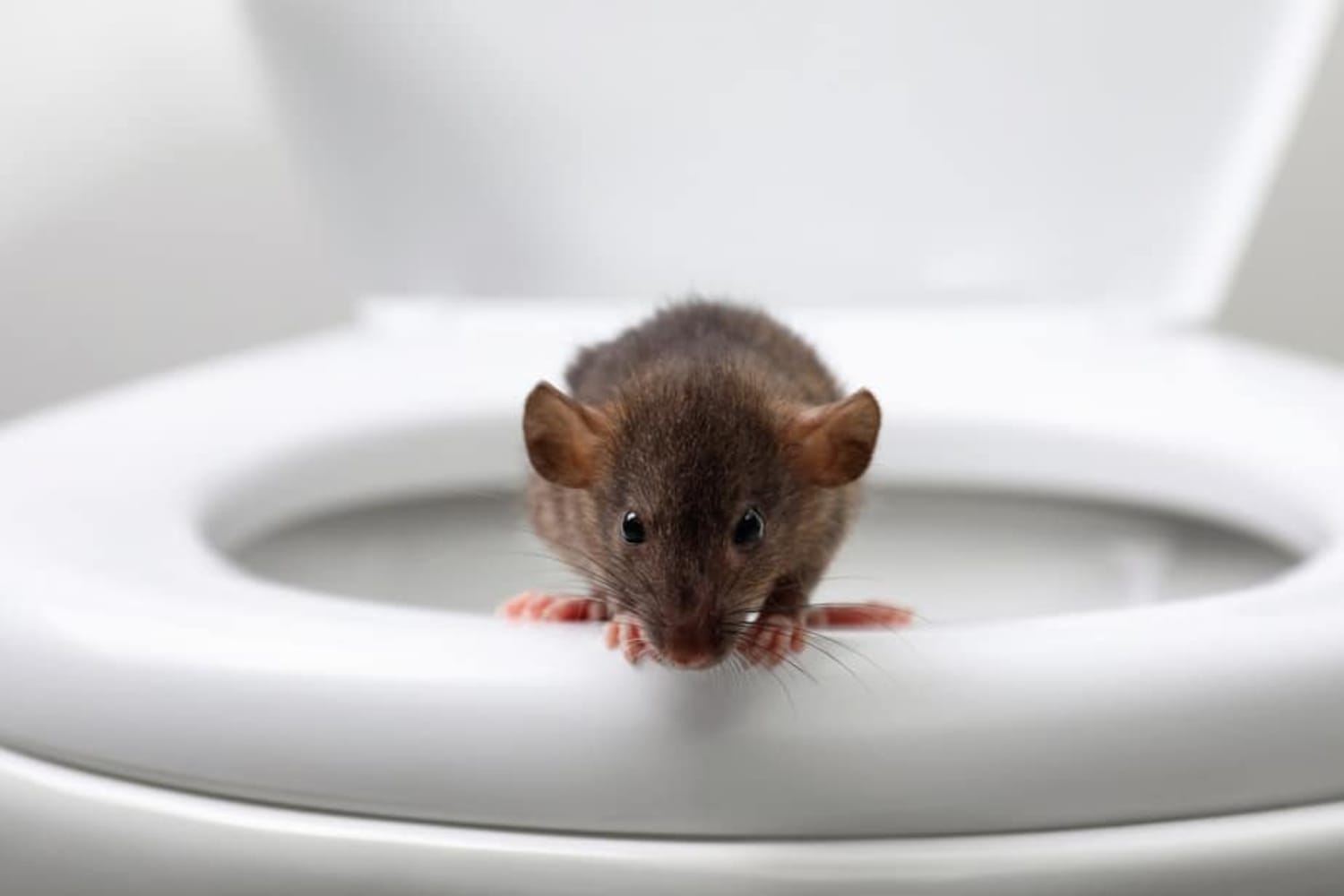 Rats In Your Toilet In Cordova TN Apex Wildlife Control