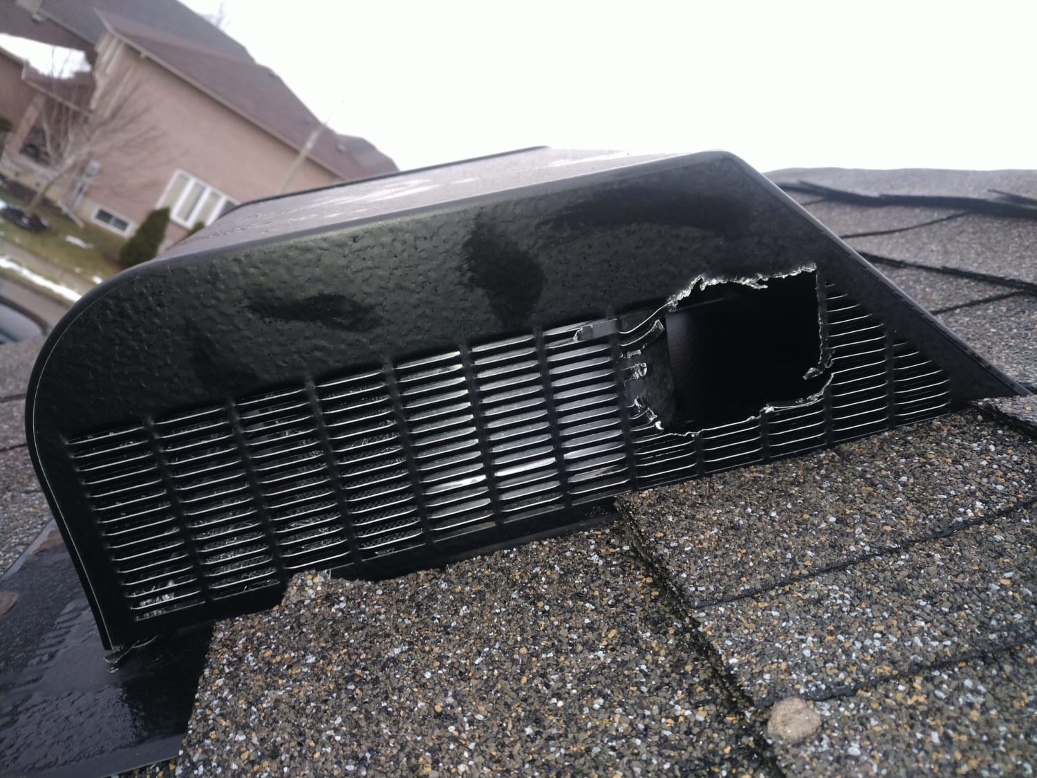 Squirrels In Your Ventilation In Cordova TN Apex Wildlife Control