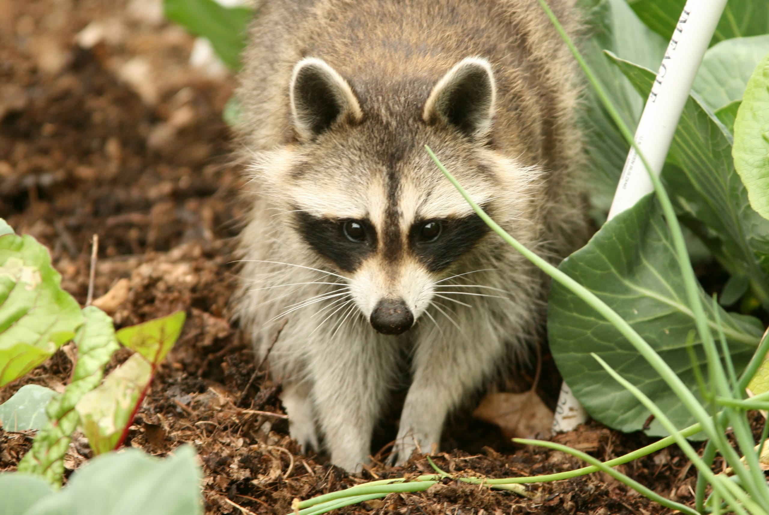 All About Raccoons Apex Wildlife Control