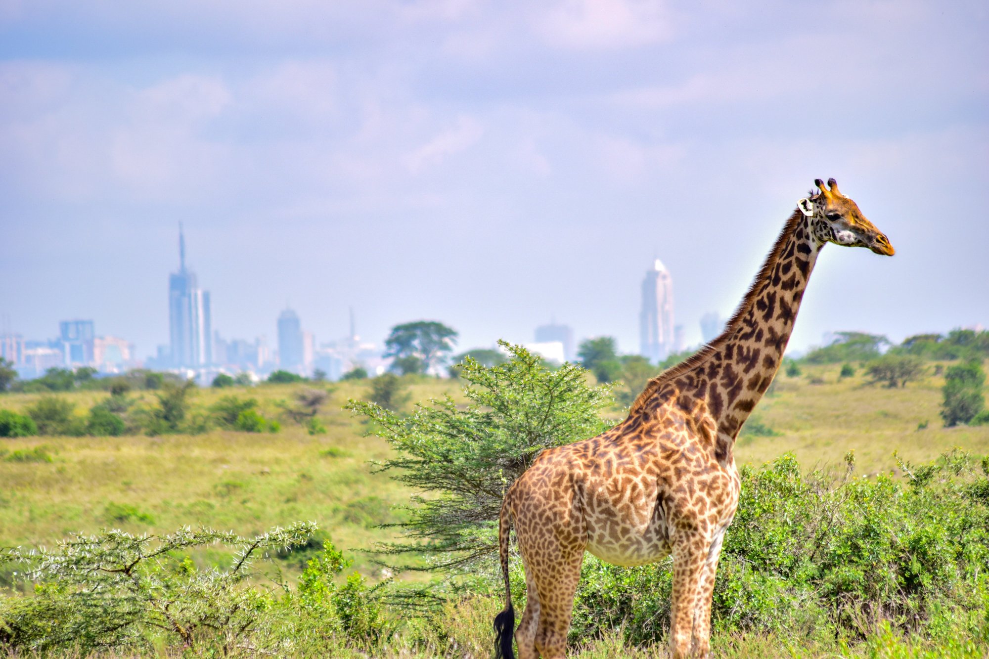 Real Estate in Nairobi