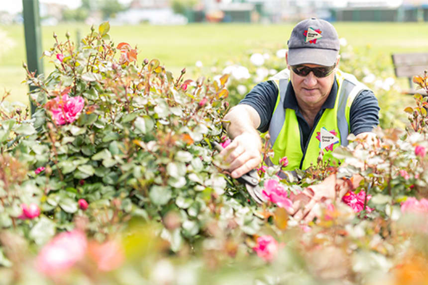 Man in Pinnacle uniform pruning flowers