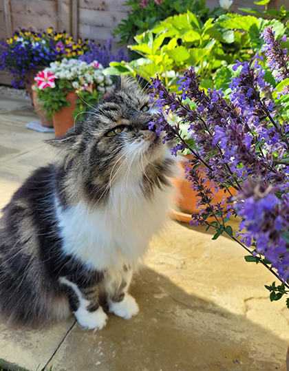 cat sniffing flowers