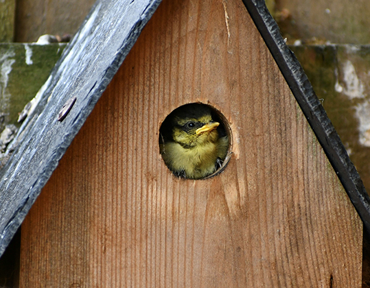 bird looking out of birdbox
